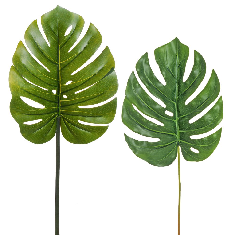 Philodendron monstera leaf